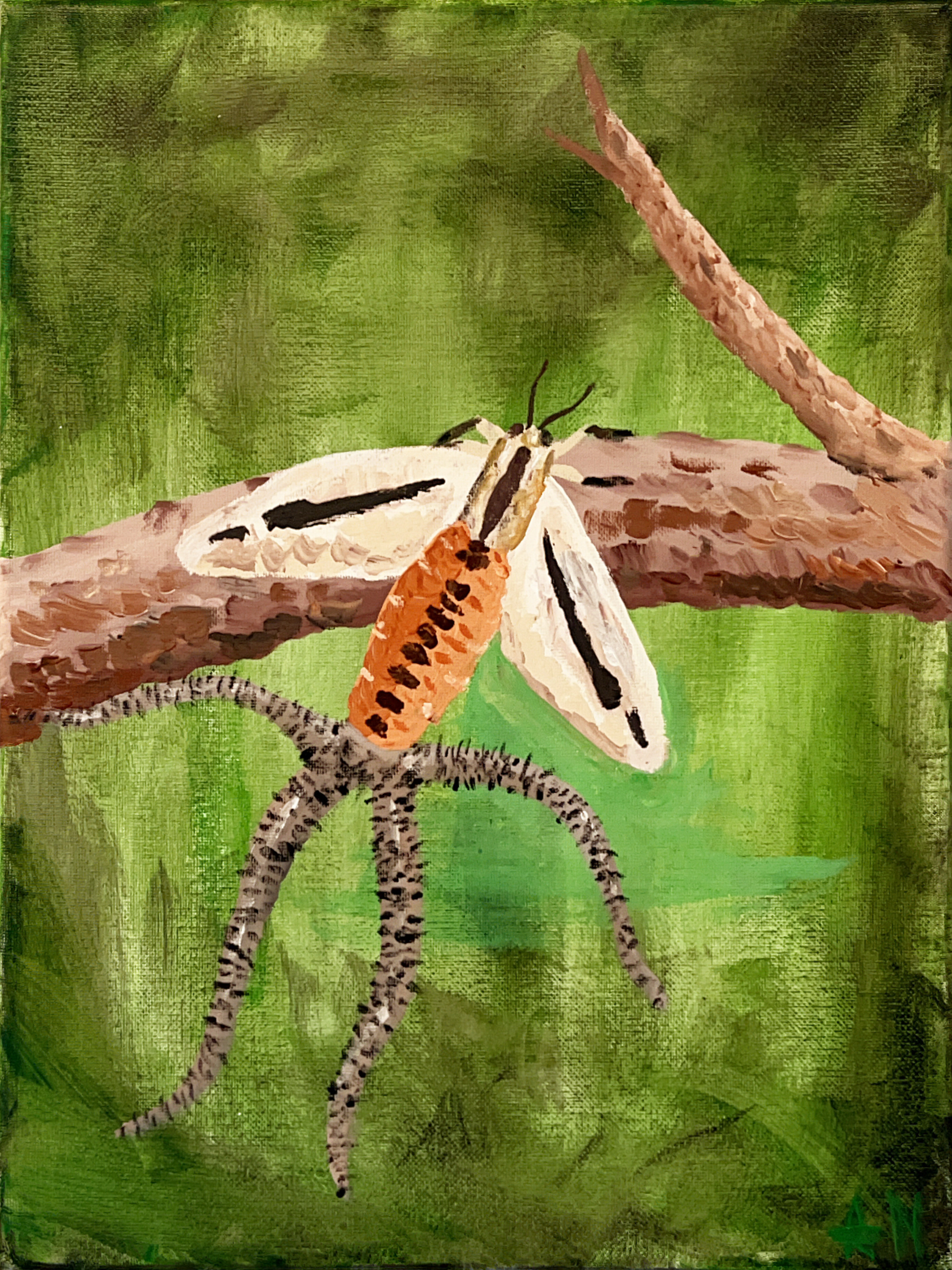 Australian Horror Moth