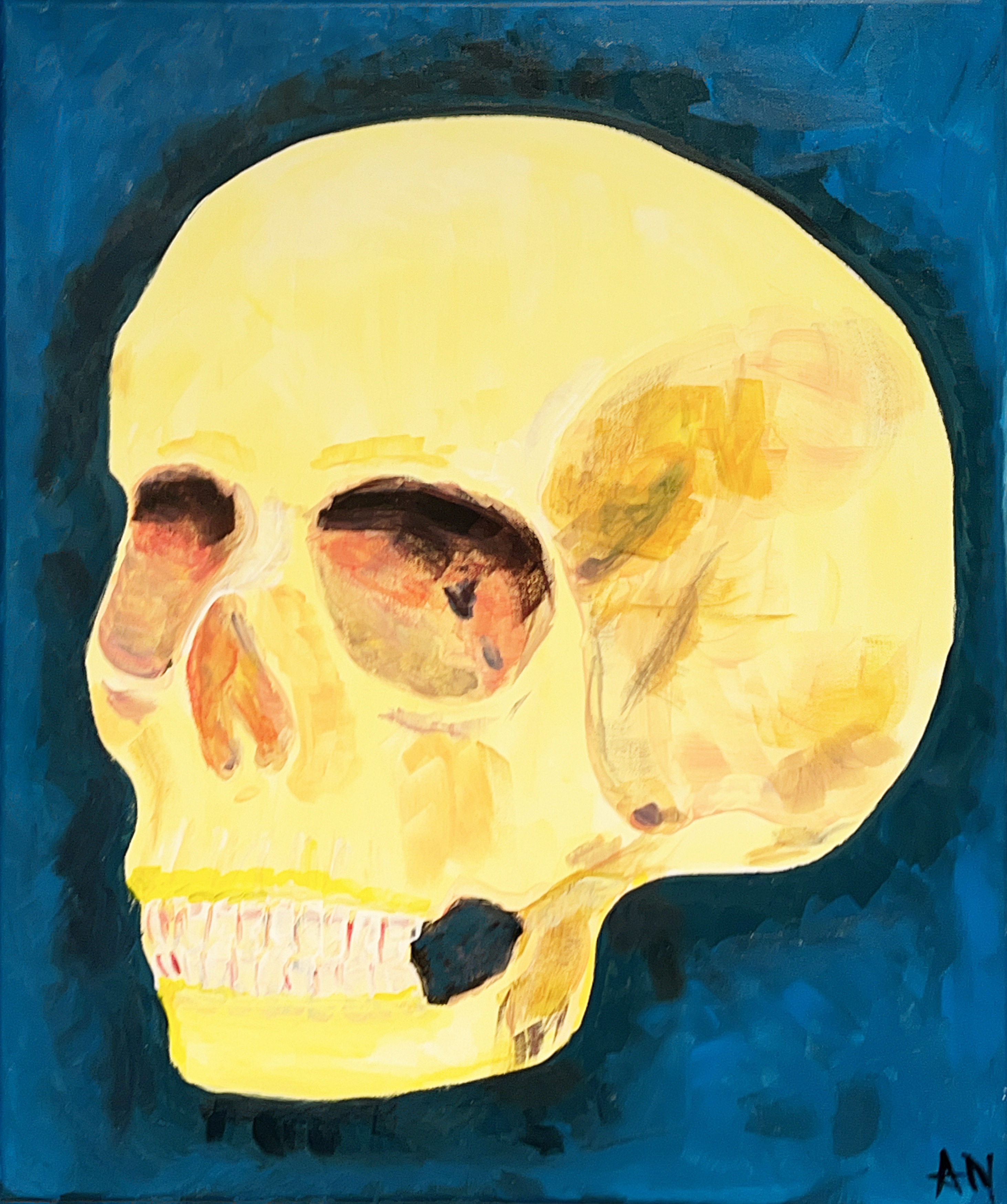 The Human Skull