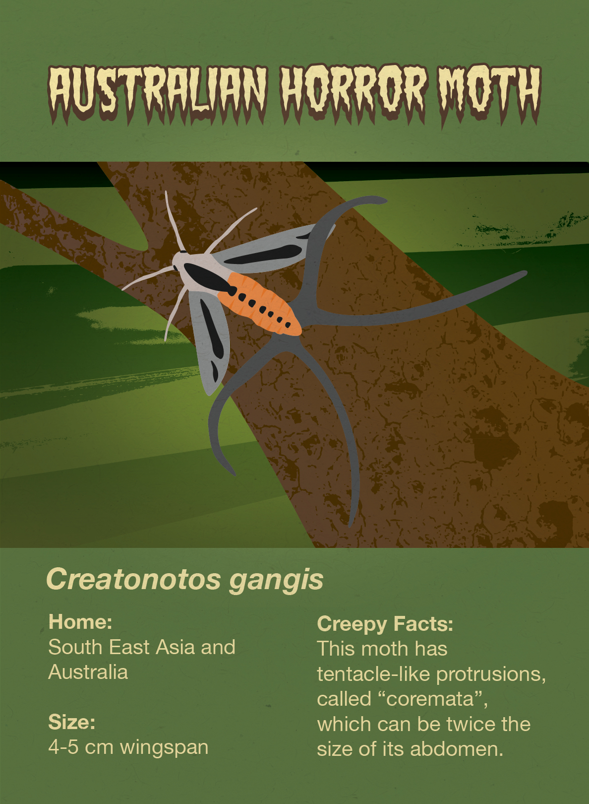 Australian Horror Moth