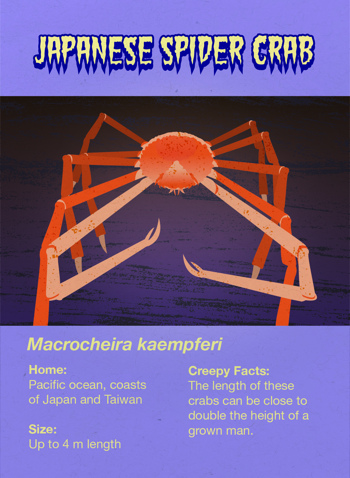 Japanese Spider Crab